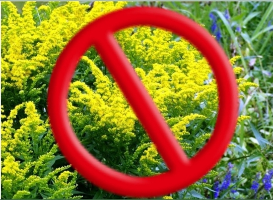 Засіб для боротьби з амброзією бішофіт (магній хлористий)  «АнтиАмброзія-Альхім»